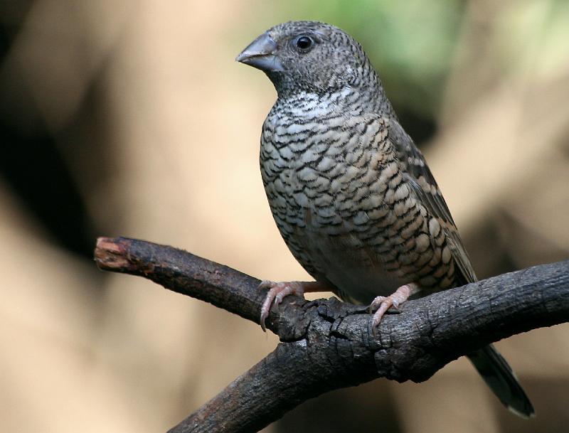 frieda 050.jpg - Bandkeelvink  met die pragtige skubbe